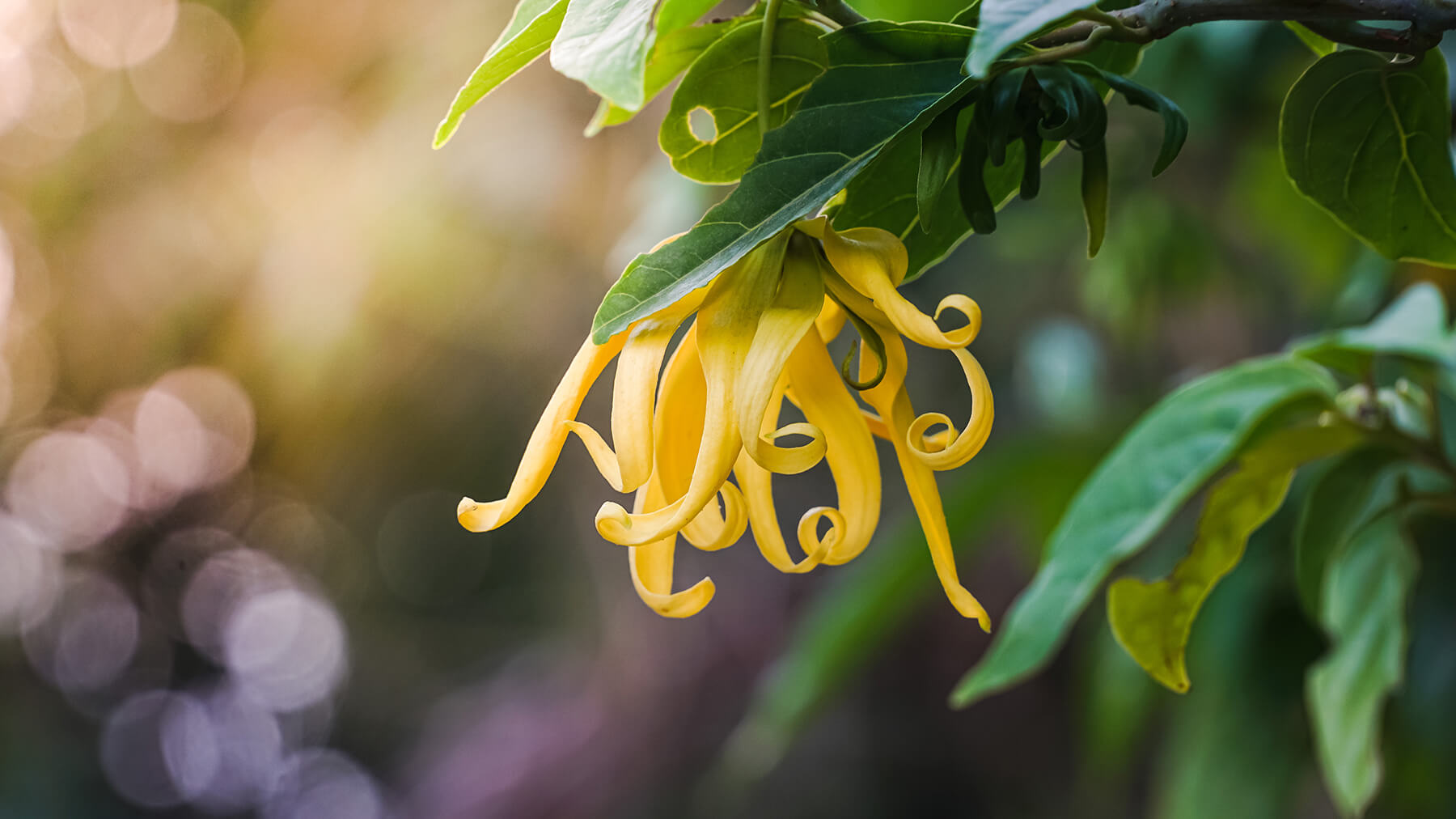 Ylang Ylang Yağı Faydaları Nelerdir? Nasıl Kullanılır?